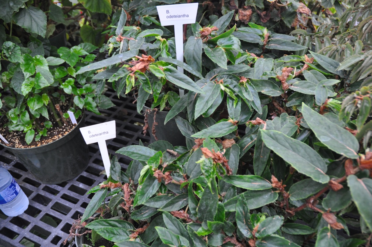 B. odeteiantha